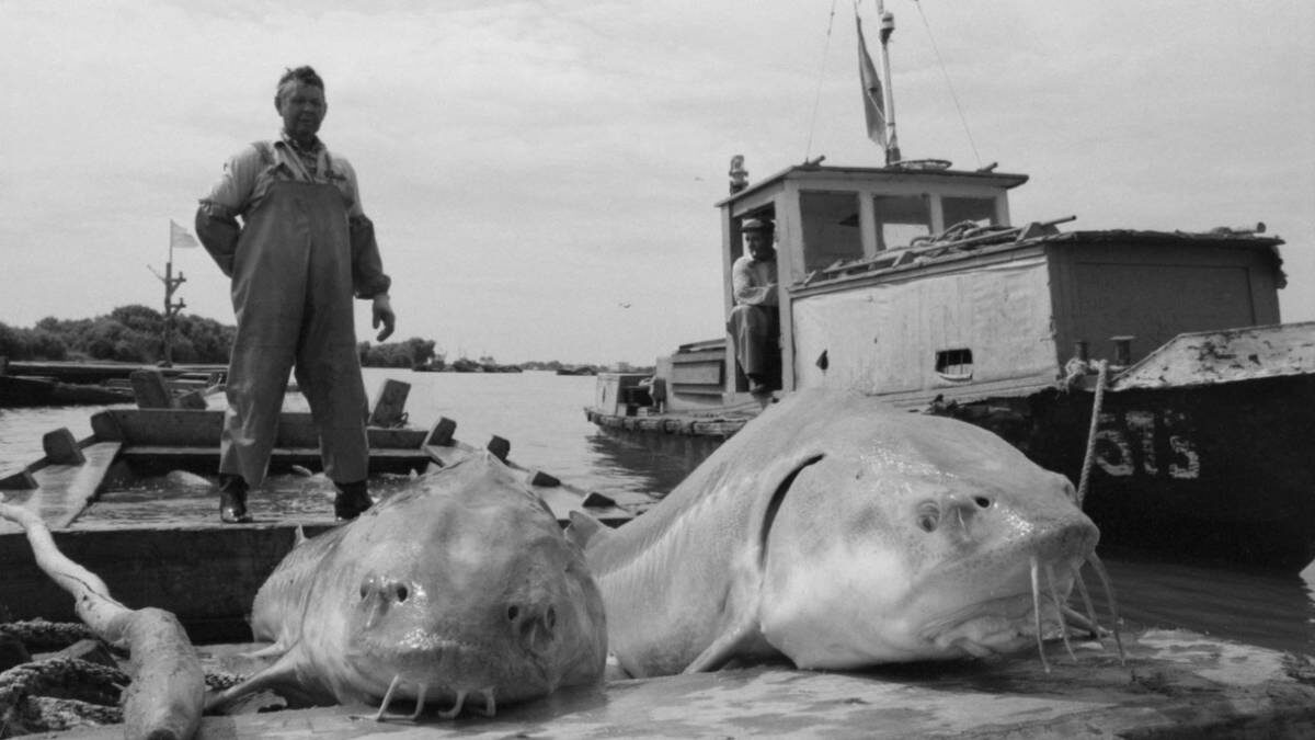    Улов в астраханском рыбколхозе: еще в конце 1980-х такие 100-килограммовые осетровые не были редкостью / Фото: Эдуард Котляков / ТАСС
