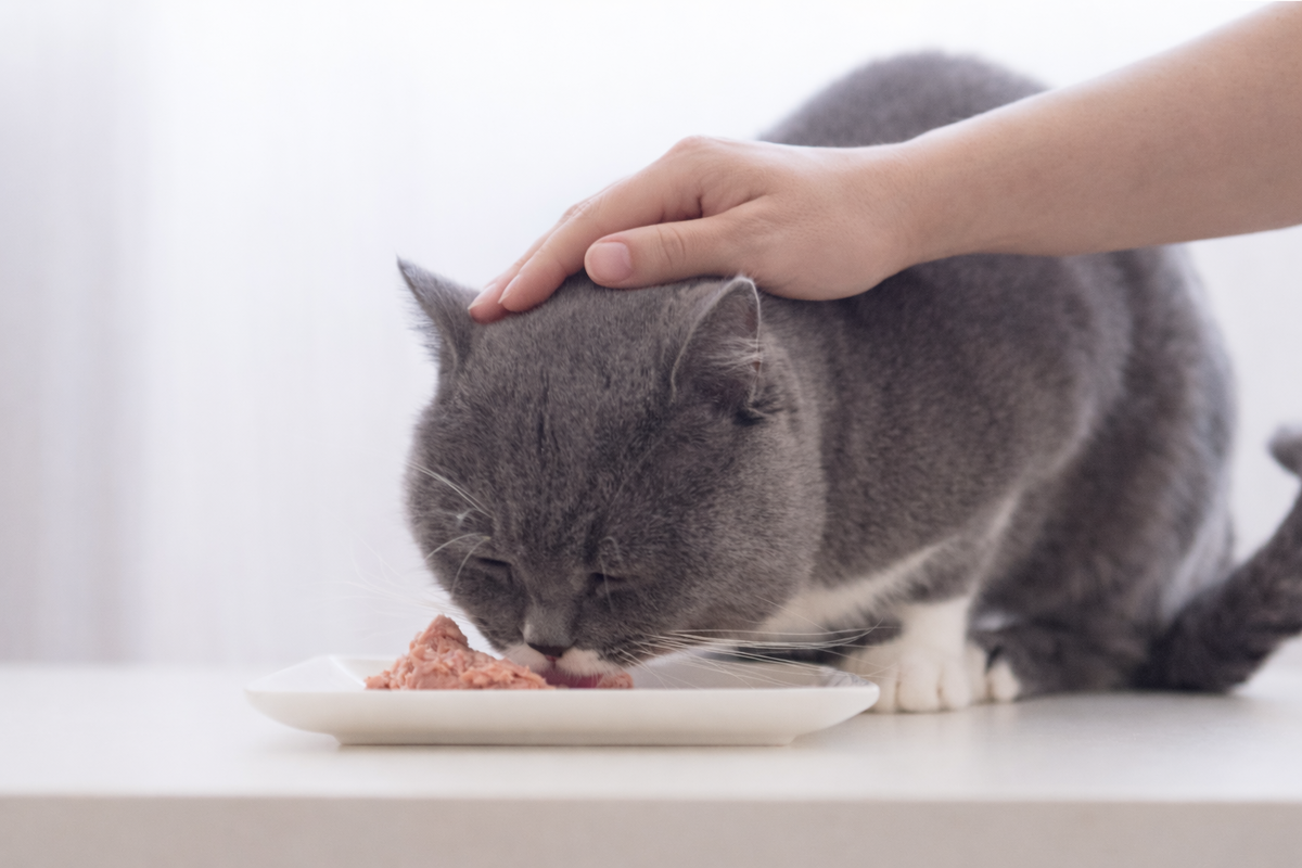 Почему кошке нравится, когда её гладят во время еды