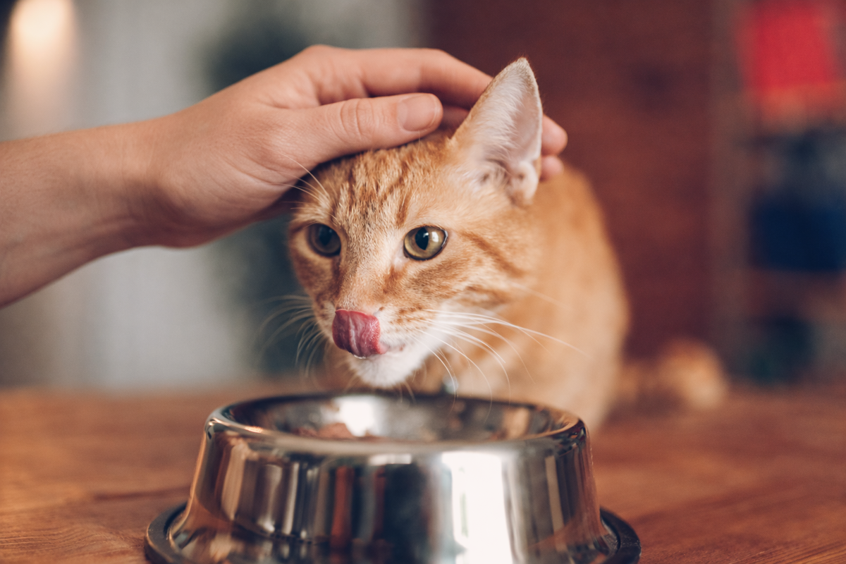 Кот ест корм 