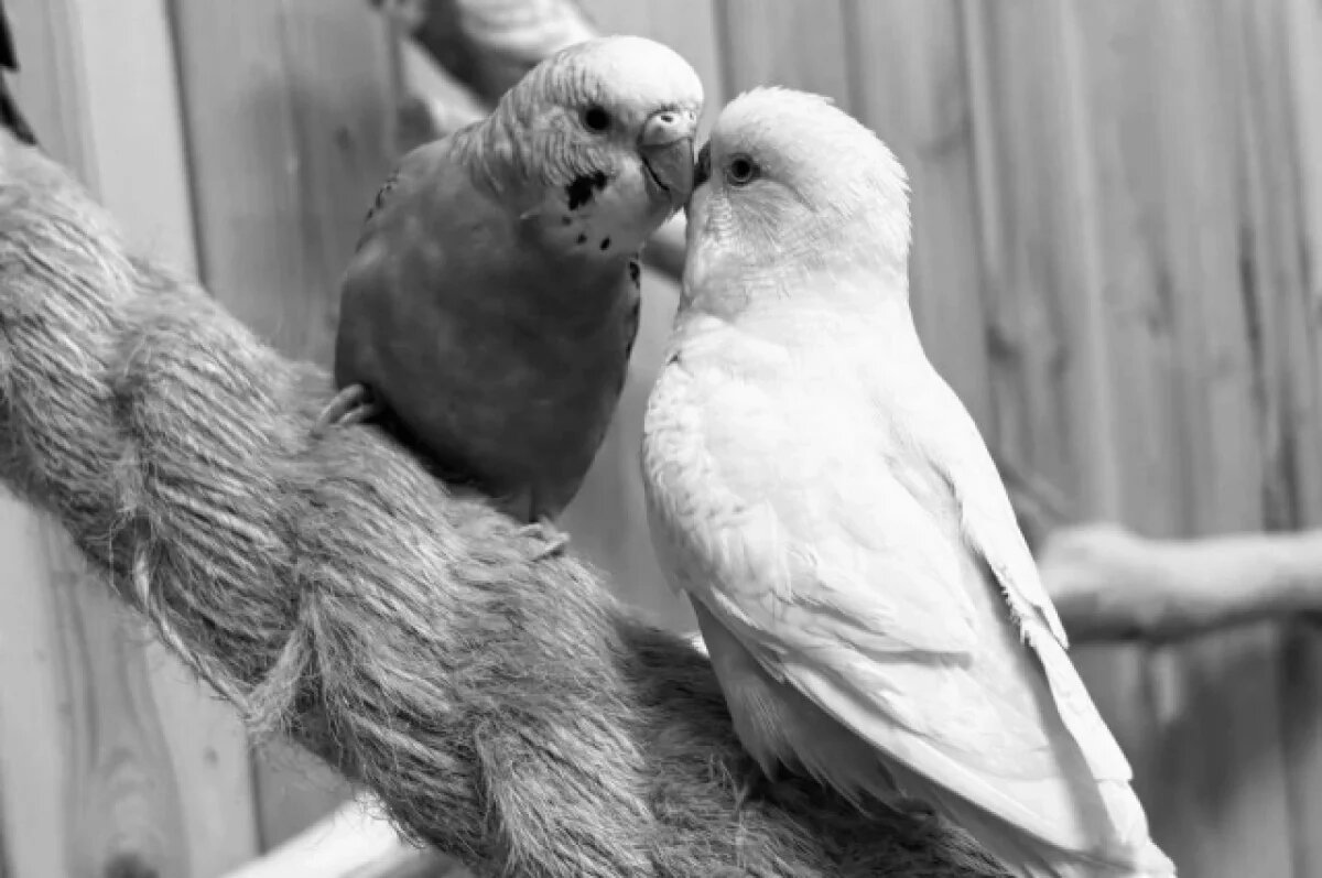    Неизвестные отравили десятки птиц в контактном зоопарке в Кудрово