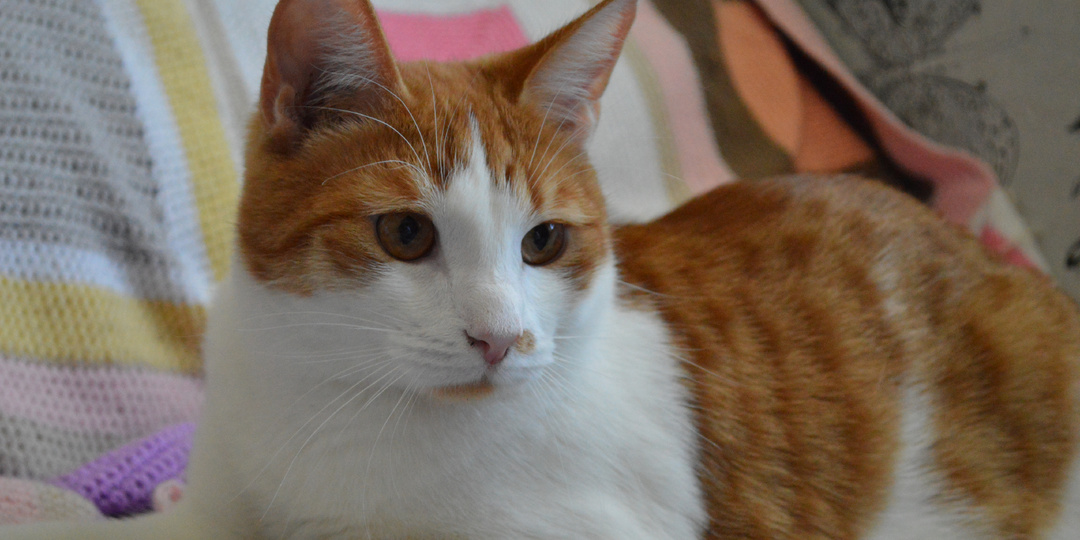 Котик Чон и первое знакомство с фотокамерой (хвостатый фотоальбом)