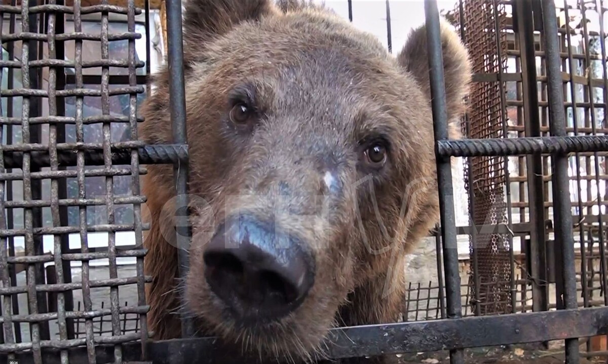    Медведь Степан / Источник: Социальные сети