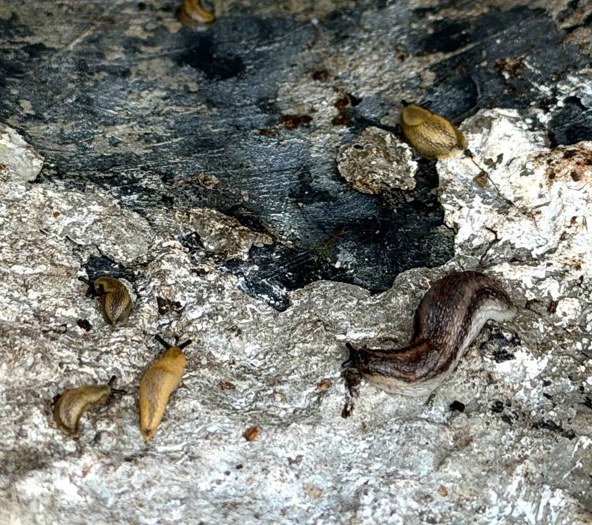 Живописный фон стенок ведра пусть вас не смущает - в ведре когда-то размешивали цементрый раствор.