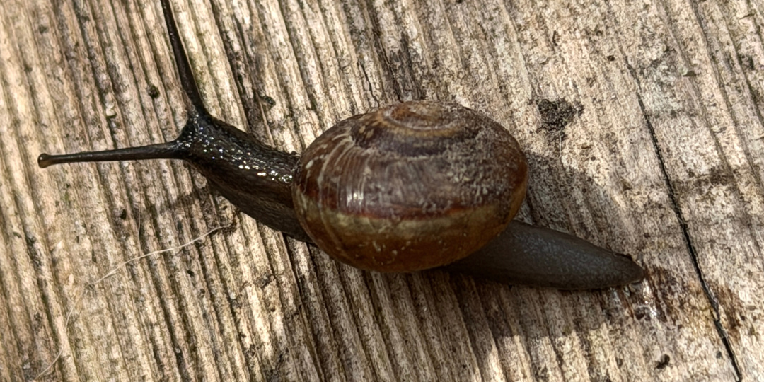 Здрасте, слизни! Здравствуй, Грусть …