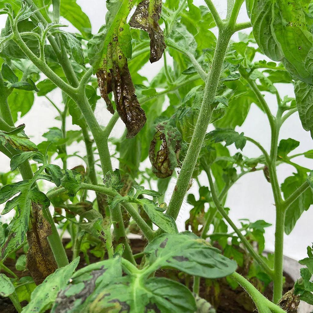 Фитофтороз на рассаде томатов