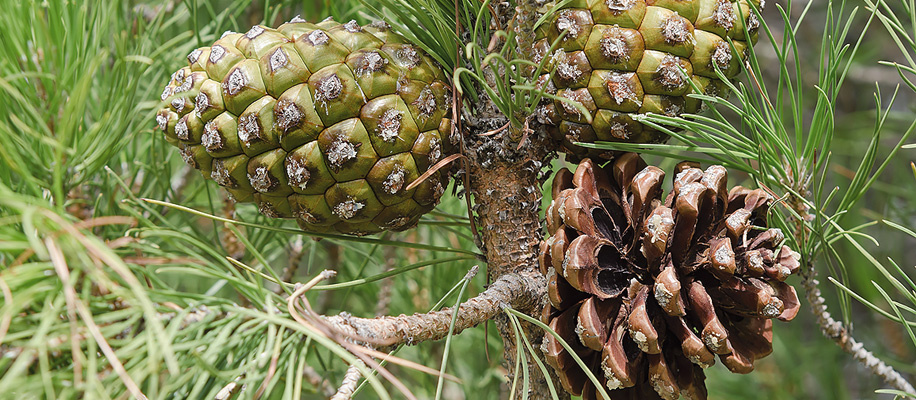 Фото: vallefrias/Shutterstoсk/FOTODOM