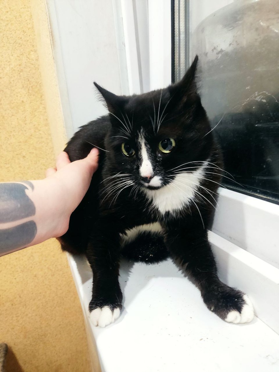 Примерно 1 месяц в приюте - Саша уже не шипит, но еще пятится от руки.