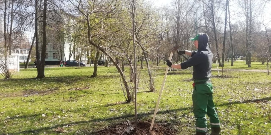 За время месячника благоустройства на улицы Петербурга высадят 280 тысяч цветов