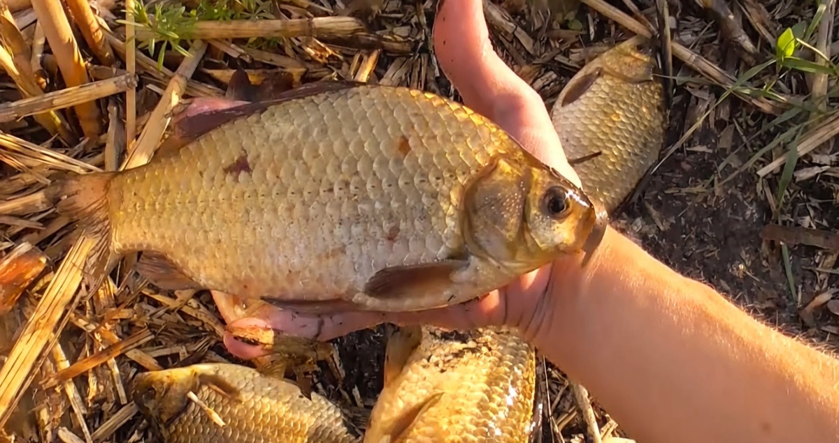 Карась - любитель патоки