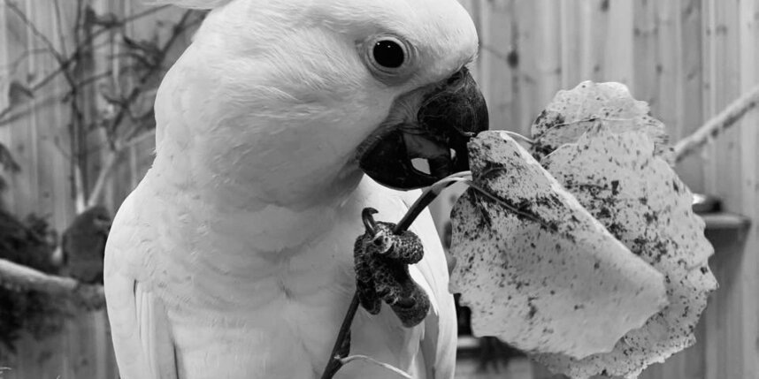    vk.com/mir_popugayev_spb