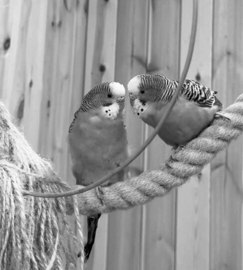    vk.com/mir_popugayev_spb