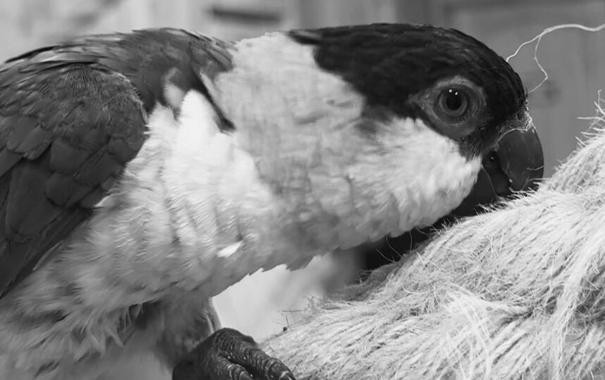    vk.com/mir_popugayev_spb