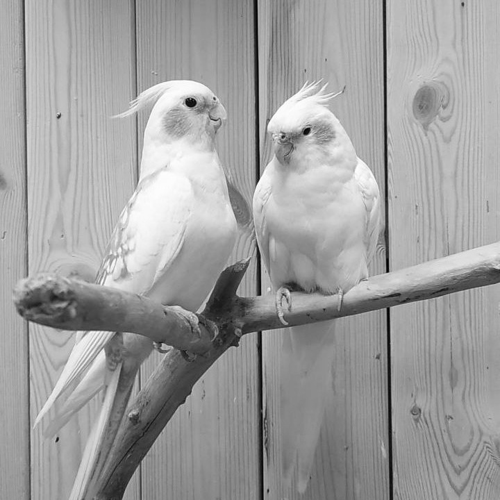    vk.com/mir_popugayev_spb