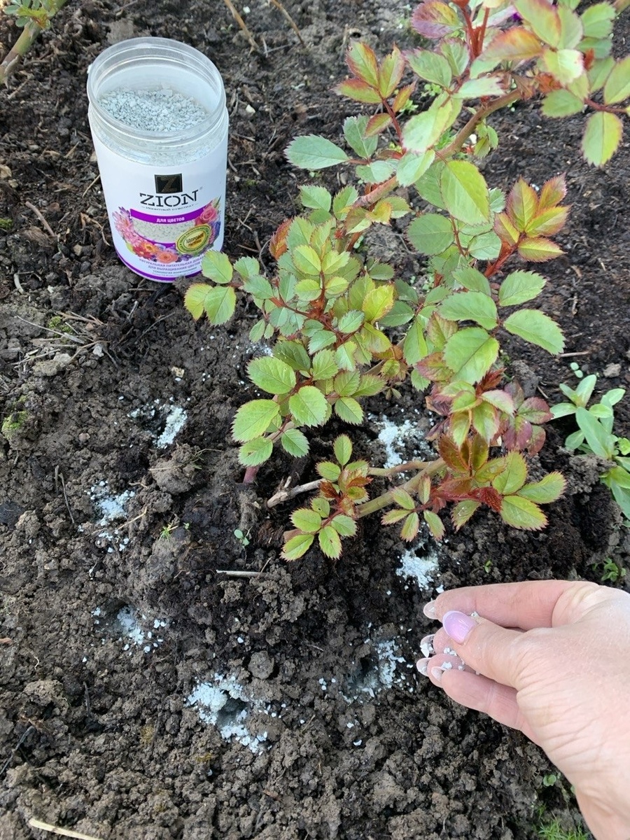 чем подкормить многолетники весной