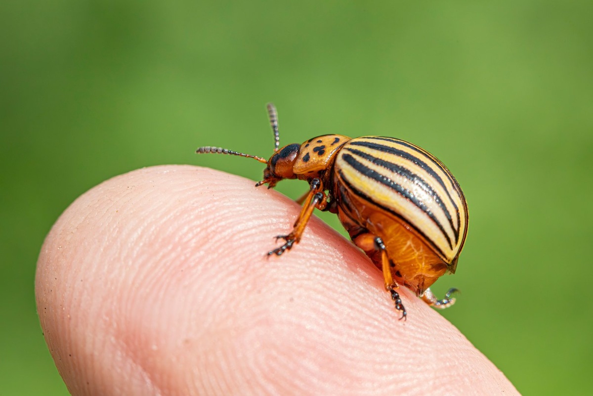    Размер картофельного листоеда по сравнению с пальцем человека.