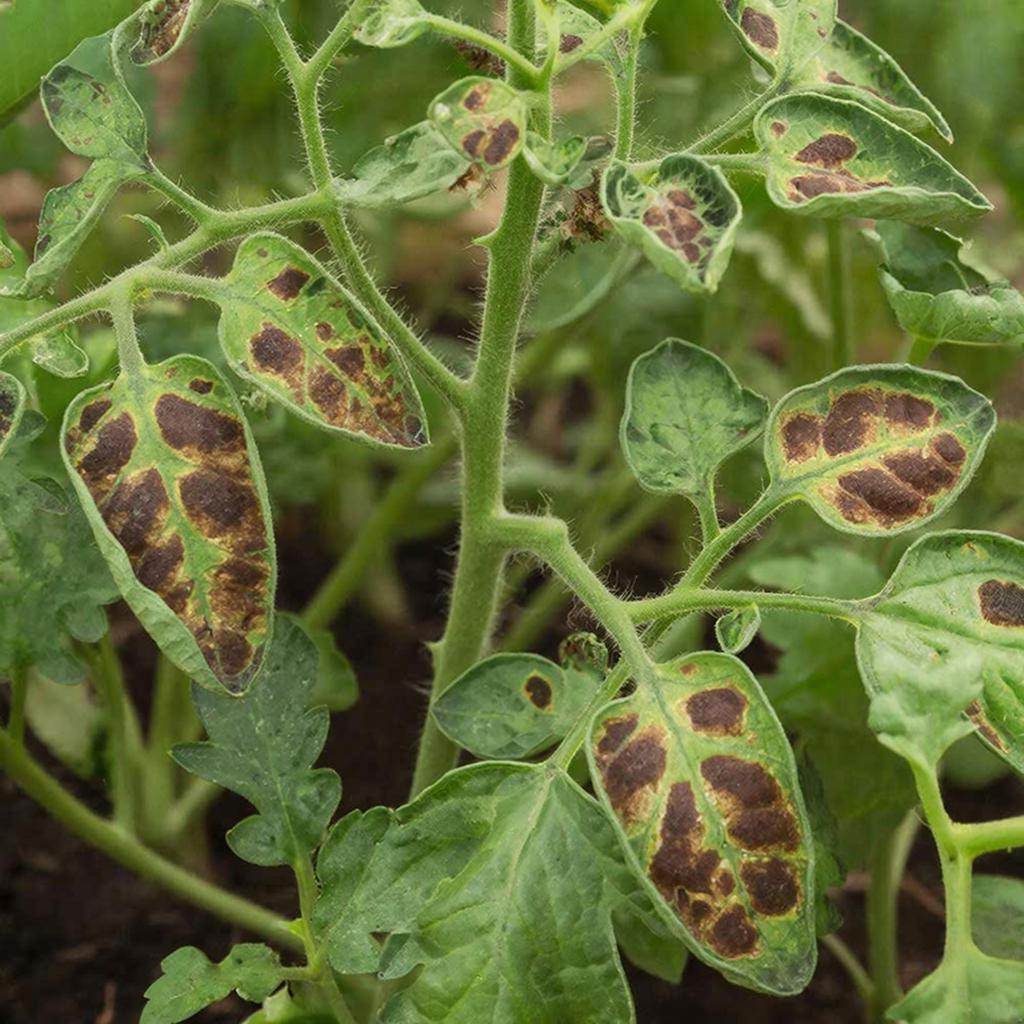 Кладоспориоз на рассаде томатов (бурая пятнистость)