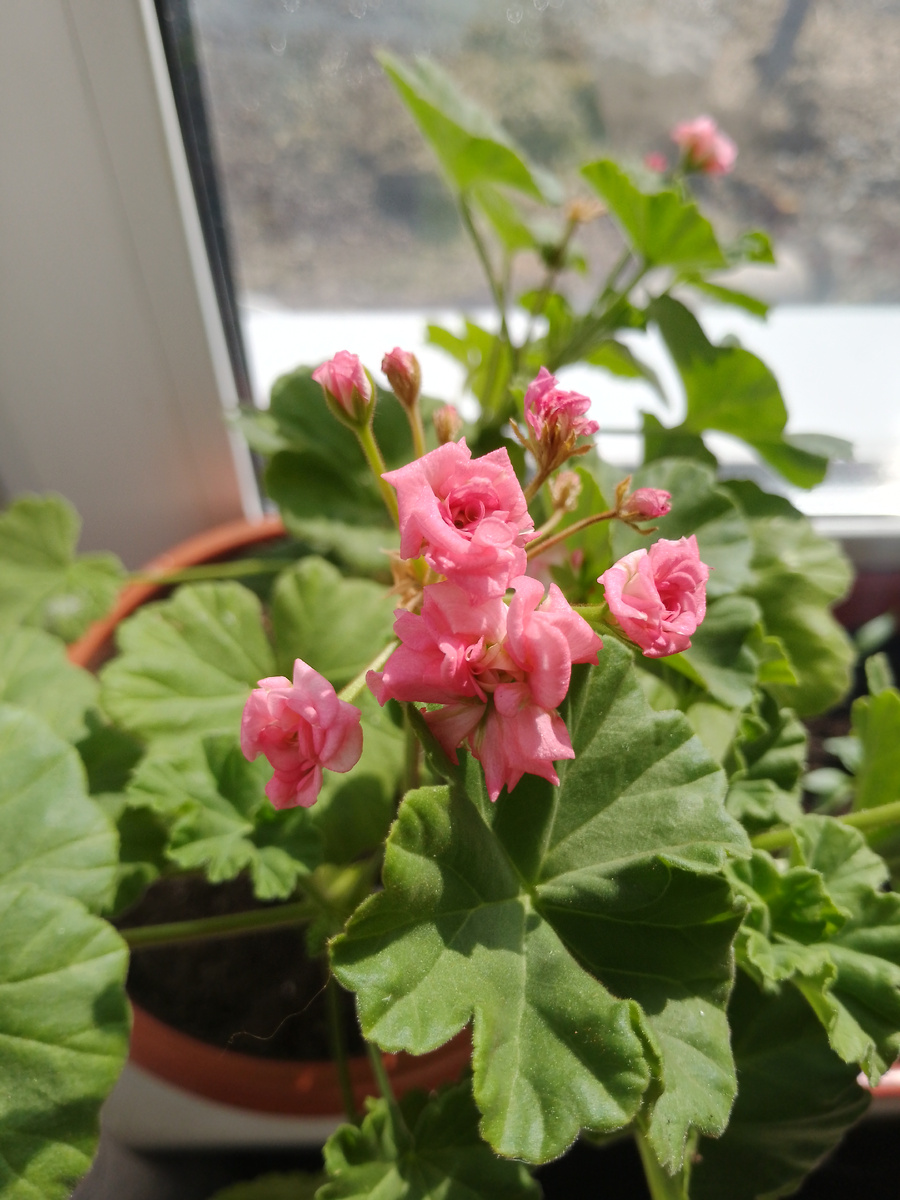 Розочки мелкие. 