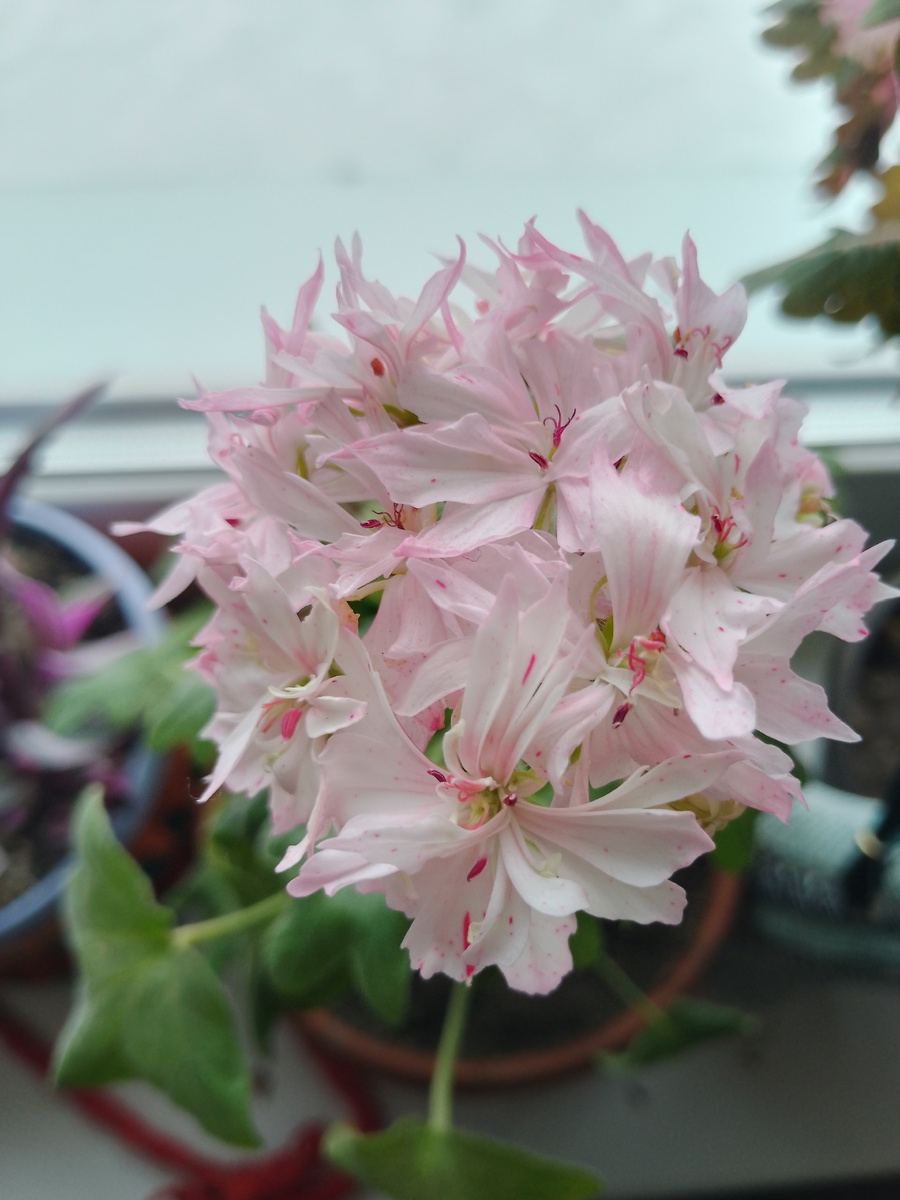 Сама нежность. 