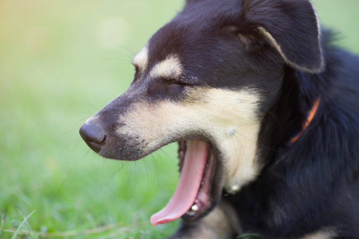 Собака зевает со звуком