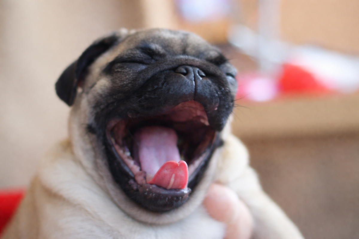 Мопс зевает 