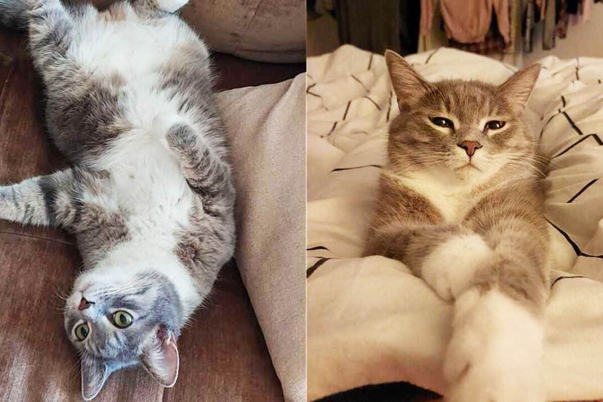 Кастрировать домашнего кота нужно прежде всего для его здоровья и психологического состояния. Источник: личный архив Евгении Проценко📷
