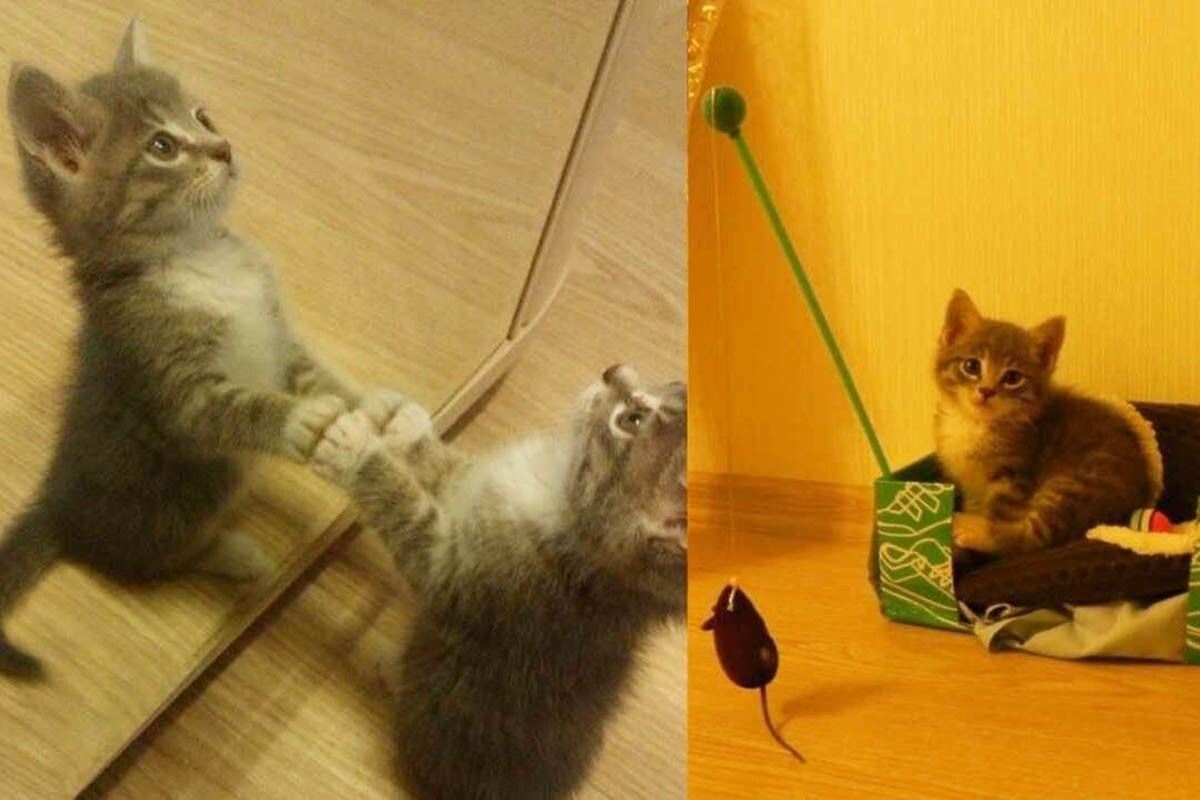 Совсем маленького котенка вести на операцию не нужно, лучше дождитесь подходящего возраста — примерно семи месяцев. Источник: личный архив Евгении Проценко📷
