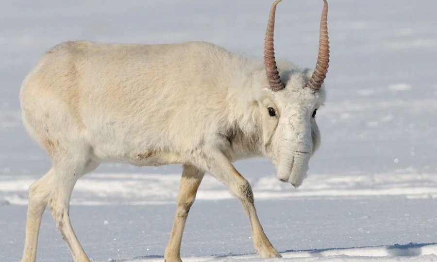 Моя любимая антилопа