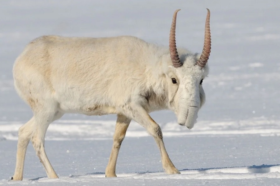 Если посмотреть на фото сайгака зимой, не так сложно поверить в соседство с мамонтами. Фотография из интернета