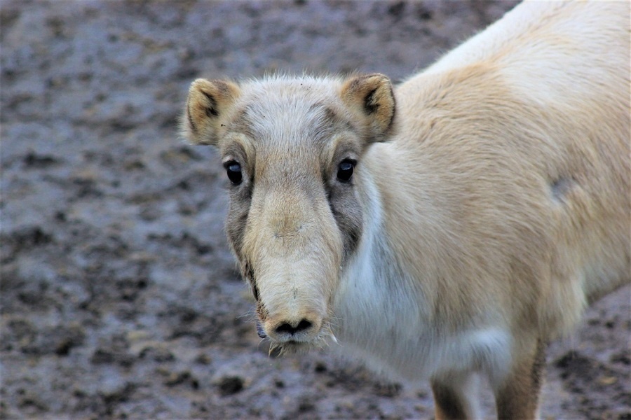 Когда нос ничем не хуже хобота. Фотография из интернета