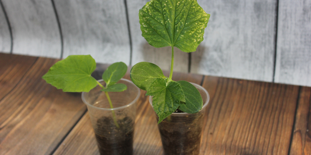 SOS! Желтые пятна на огурцах в стаканчиках: что я делаю, когда рассада начинает «мозаичить»