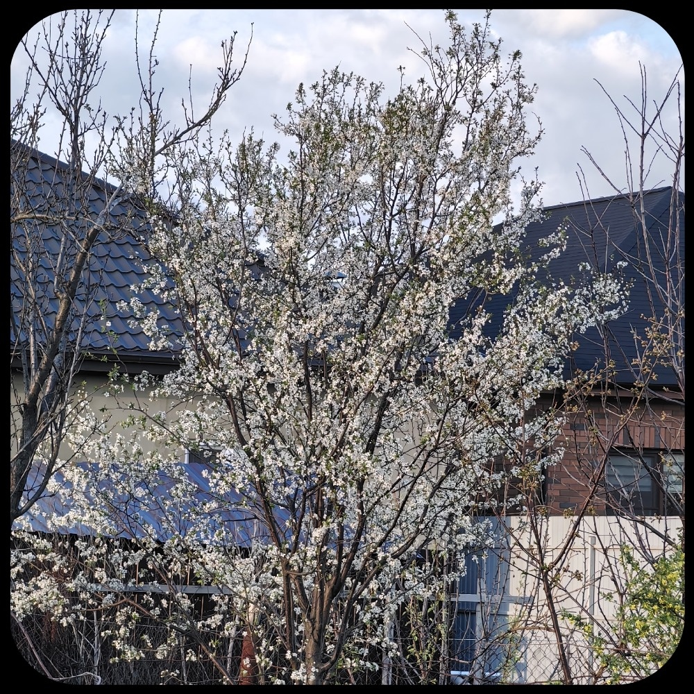 Алыча цветет.