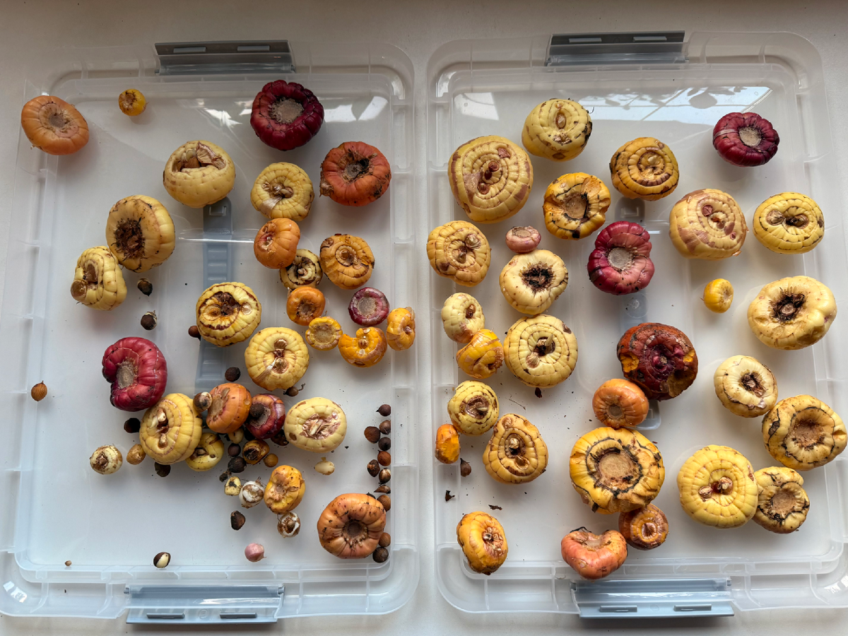 Луковицы гладиолусов очищены от сухих чешуй, конец марта 2026