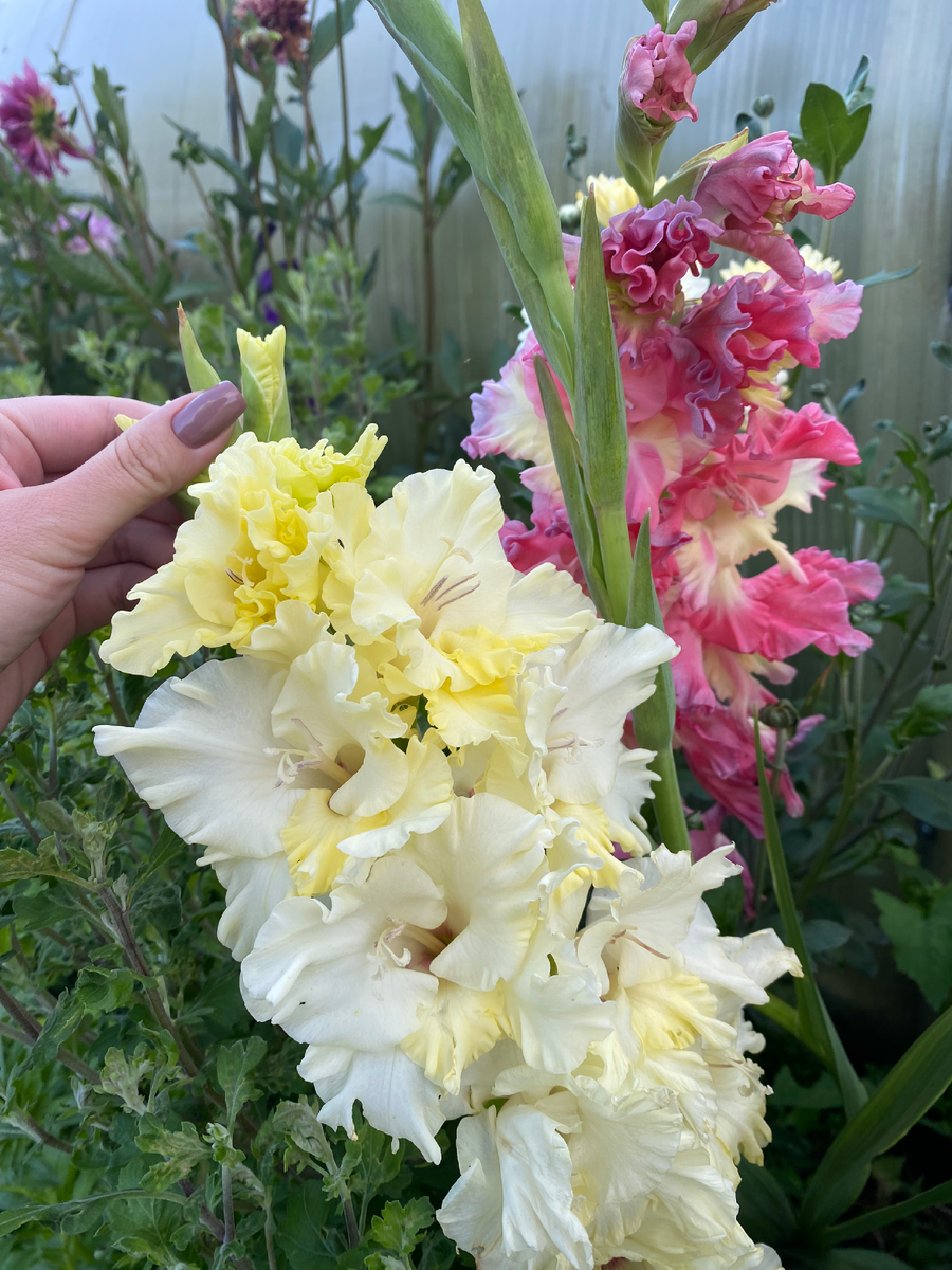 Мои гладиолусы