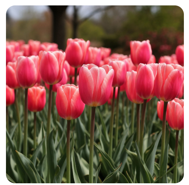 Тюльпаны весной