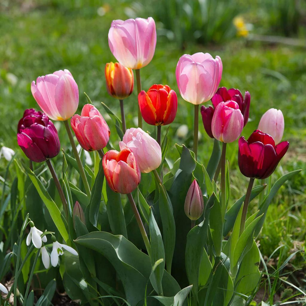 Что делать с тюльпанами весной после зимы