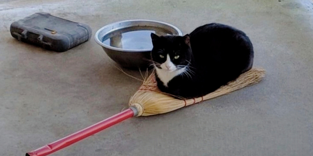 Хозяев кота видно издалека: 7 смешных привычек кошатников, выдающих их даже за границей