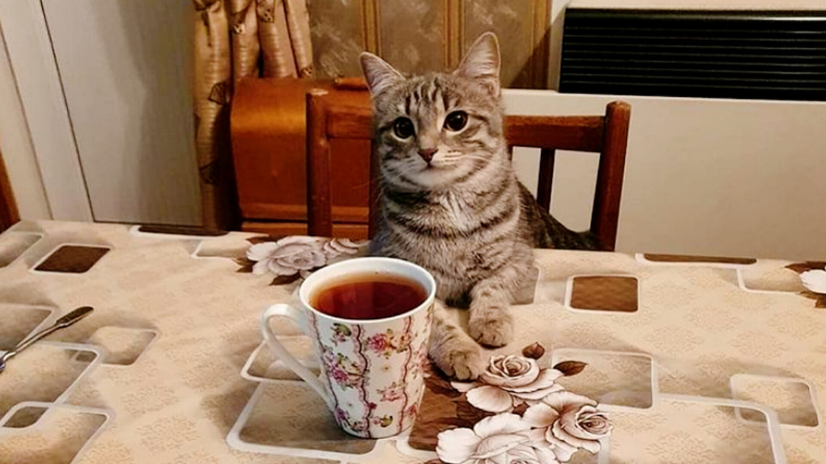 Наливайте чай, садитесь смеяться!