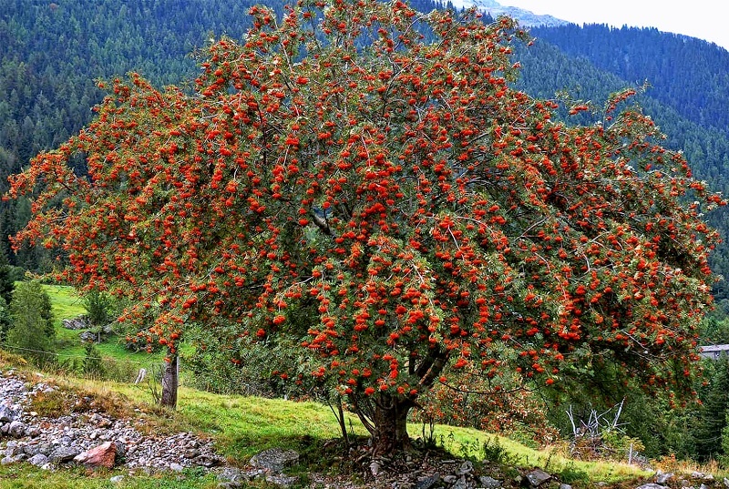 Фотография из интернета