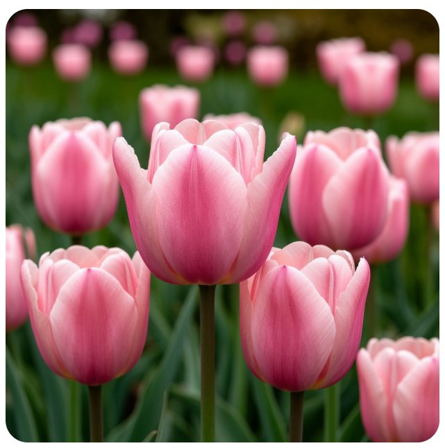 Чем подкормить тюльпаны весной для пышного цветения 