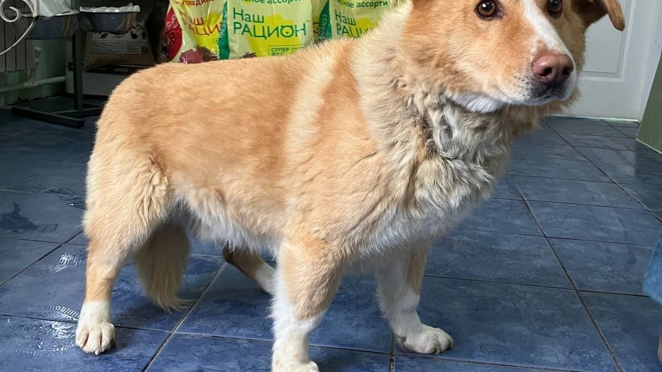 🐶 История одного теплого хвостика 🐾