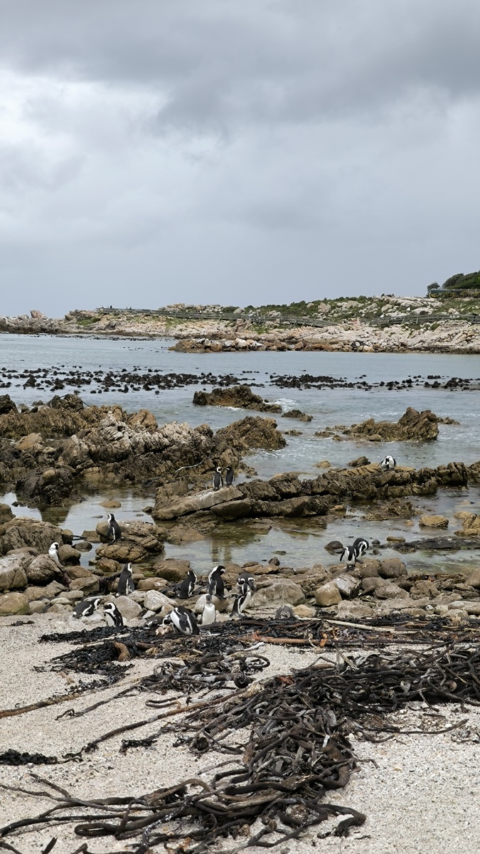 Колония пингвинов на Betty’s Bay 