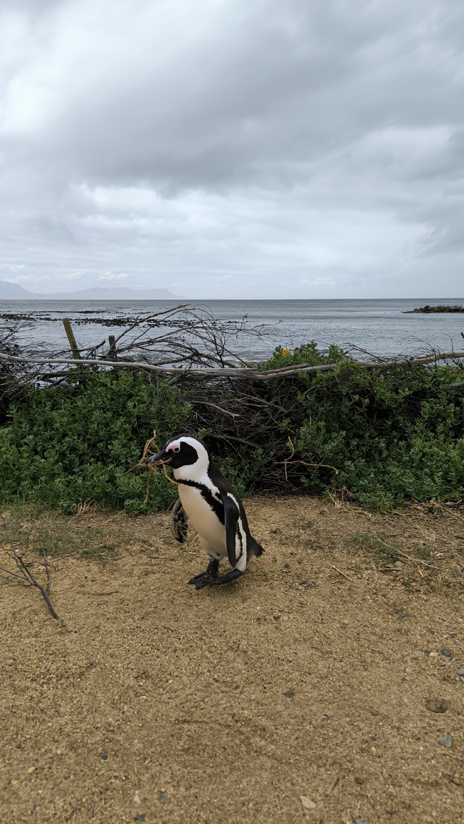 Идет обустраивать дом