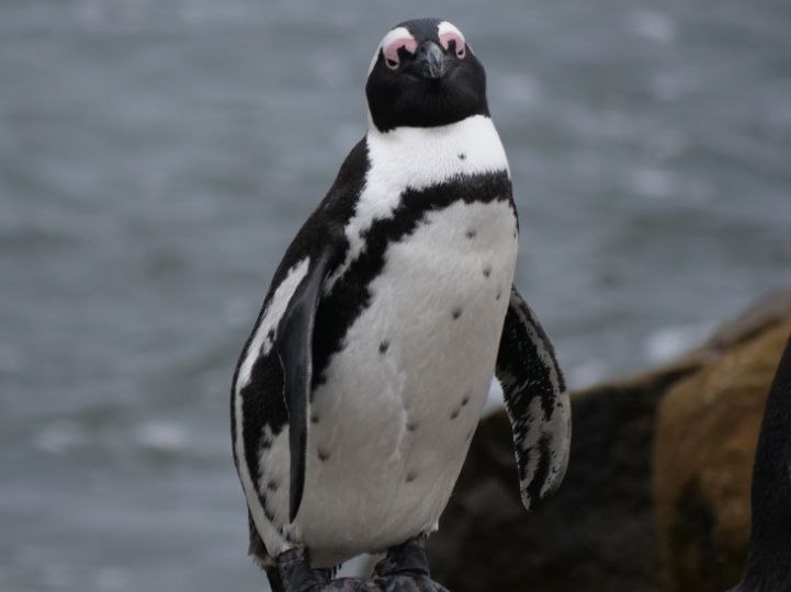 Где увидеть пингвинов в ЮАР без толпы туристов: Stony Point в Betty’s Bay!