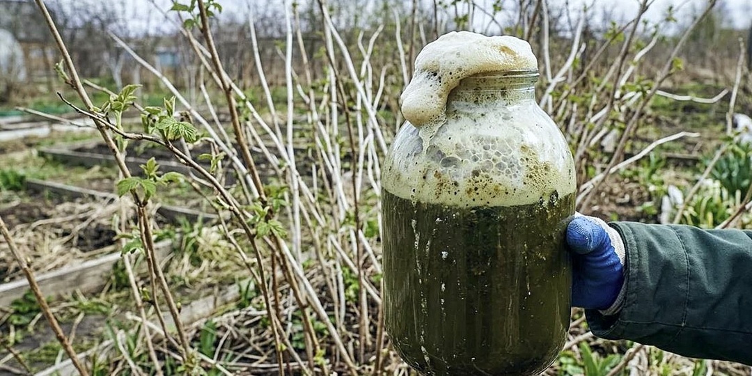 Малина будет вся в ягоде, подкормите этим в апреле. Мощное питание от профессионального малиновода.