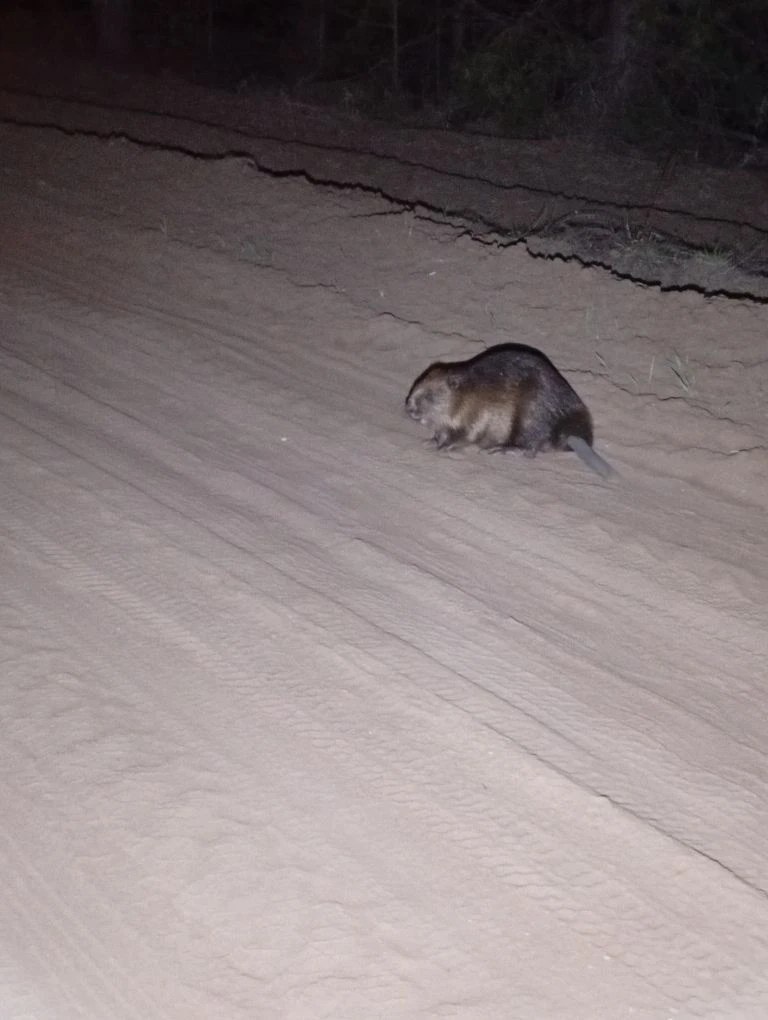    В Бузулукском бору начался период «выпускных» у бобров Оренбуржье