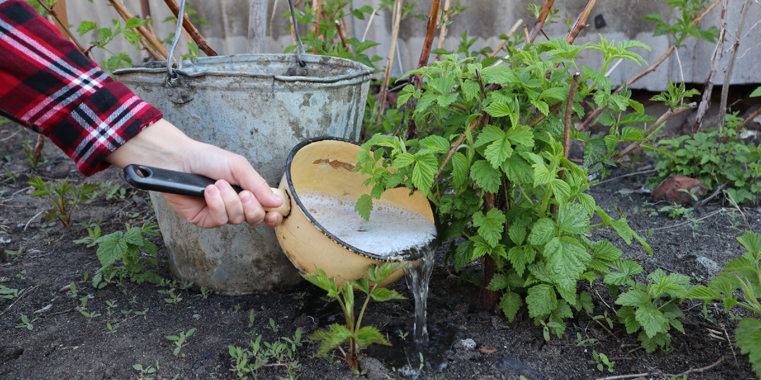 Малина обильно заплодоносит, если подкормить её этим удобрением в апреле.