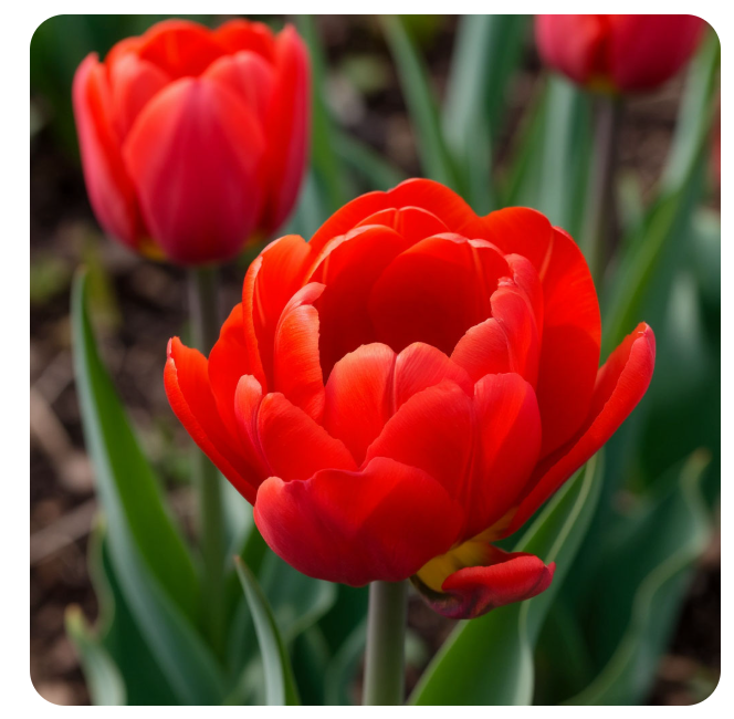 Как посадить тюльпаны весной в открытый грунт