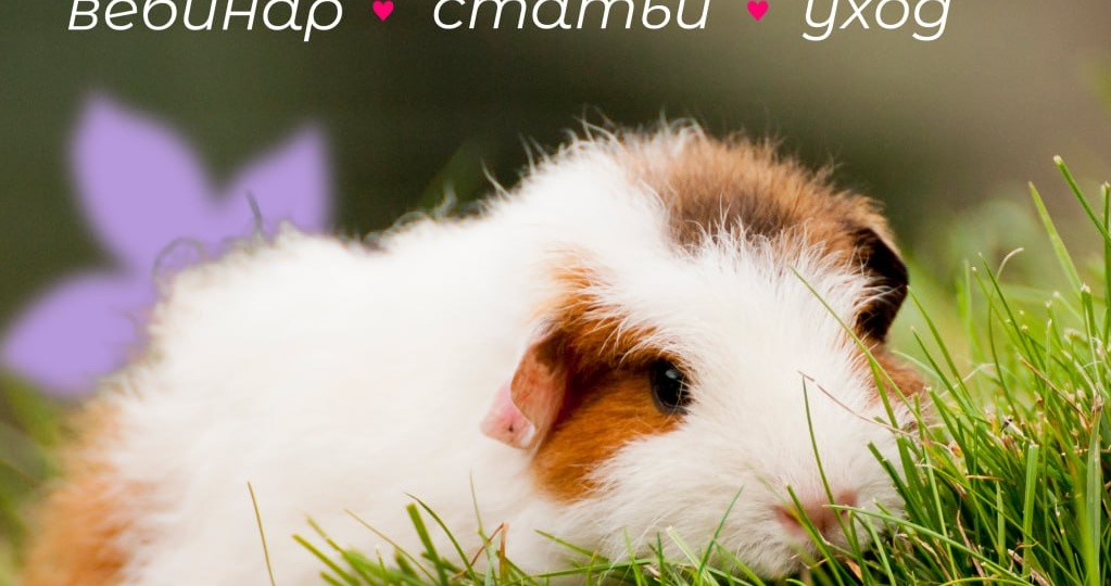 Кролик, шиншилла и морская свинка часто кажутся похожими по уходу, но на деле это три очень разных питомца — со своими привычками