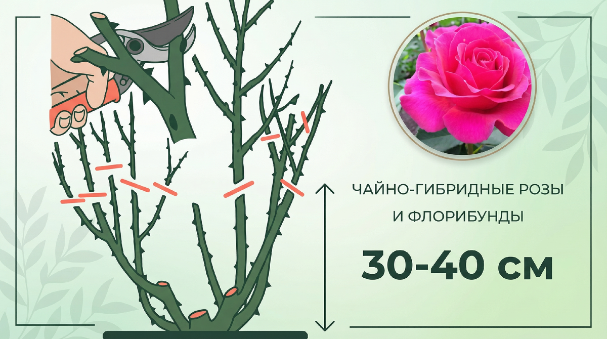 Схема обрезки чайно-гибридный роз и роз флорибунда