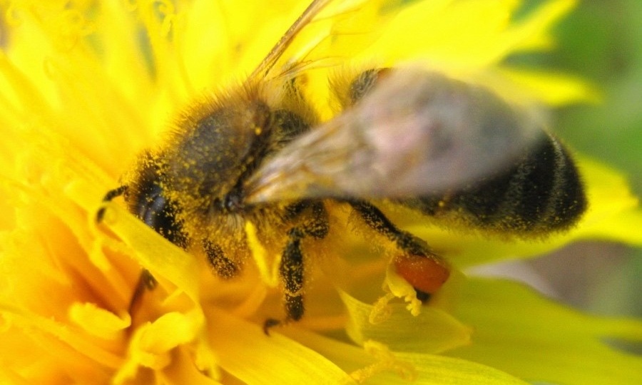 МАЙСКАЯ НАПАСТЬ